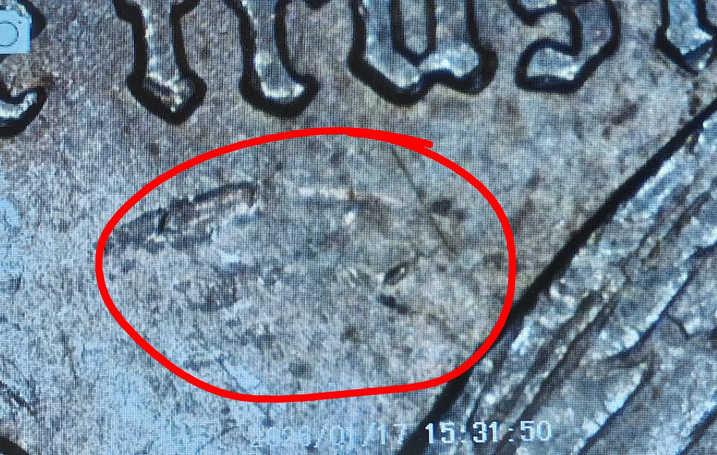 1882-O-Morgan-Dollar-Strike-Thru-Or-Die-Clash-Error?